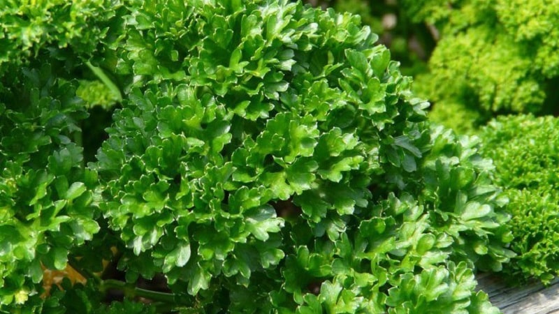 What is the name of curly parsley?