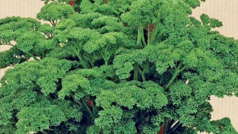 What is the name of curly parsley?