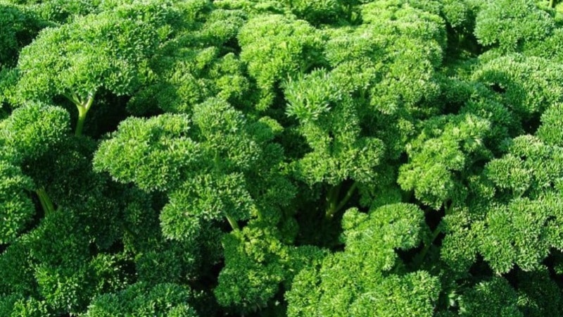 What is the name of curly parsley?