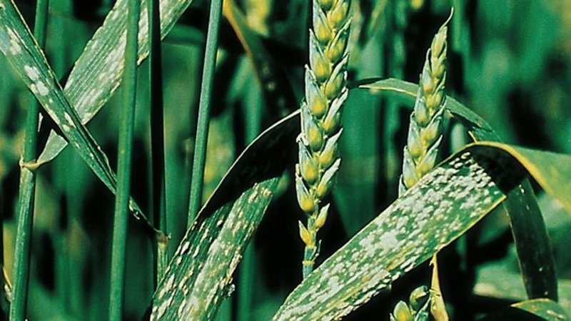 Why is wheat smut dangerous and how to deal with it?