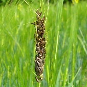 Why is wheat smut dangerous and how to deal with it?