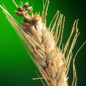 Why is wheat smut dangerous and how to deal with it?
