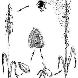 Why is wheat smut dangerous and how to deal with it?