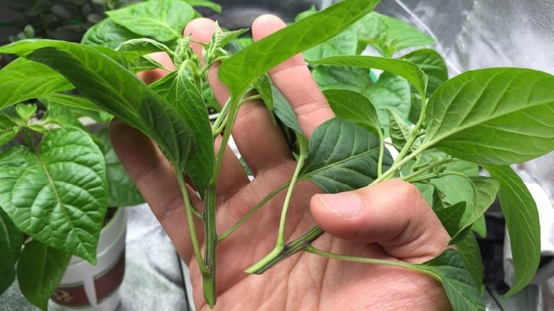 Is it necessary to pinch bell peppers: arguments for and against, a guide to the correct formation of a bush