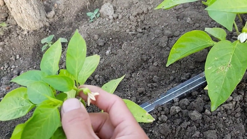 Is it necessary to pinch bell peppers: arguments for and against, a guide to the correct formation of a bush