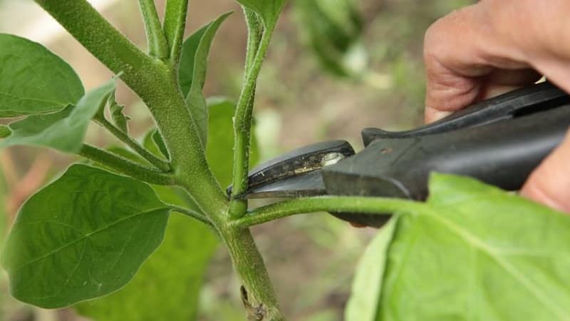 Is it necessary to pinch bell peppers: arguments for and against, a guide to the correct formation of a bush