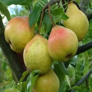 Review of the Osennyaya Yakovleva pear variety: advantages, disadvantages, nuances of cultivation