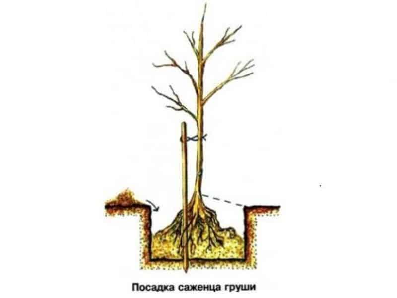 Review of the Osennyaya Yakovleva pear variety: advantages, disadvantages, nuances of cultivation
