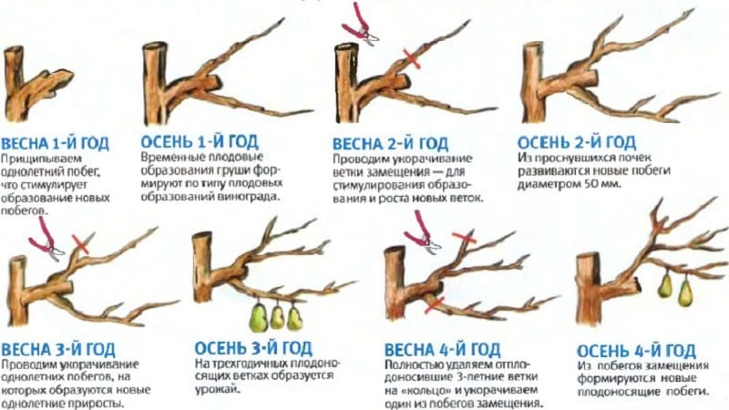 Review of the Osennyaya Yakovleva pear variety: advantages, disadvantages, nuances of cultivation