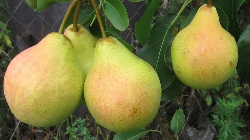 Review of the Osennyaya Yakovleva pear variety: advantages, disadvantages, nuances of cultivation
