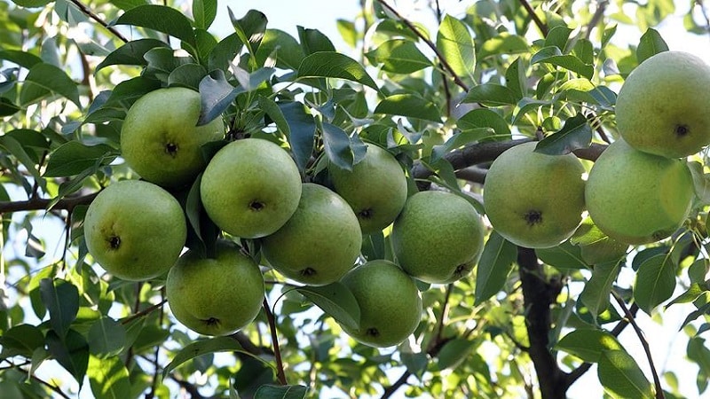 Review of the Osennyaya Yakovleva pear variety: advantages, disadvantages, nuances of cultivation