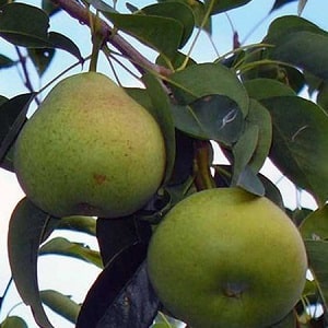 Review of the Osennyaya Yakovleva pear variety: advantages, disadvantages, nuances of cultivation