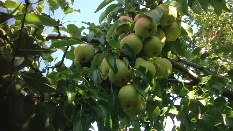 Review of the Osennyaya Yakovleva pear variety: advantages, disadvantages, nuances of cultivation