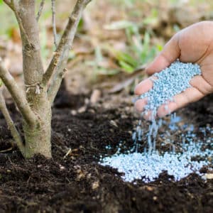 Proper care and cultivation of currants