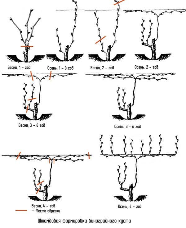 Why do you need to prune grapes in the fall and how to do it correctly?
