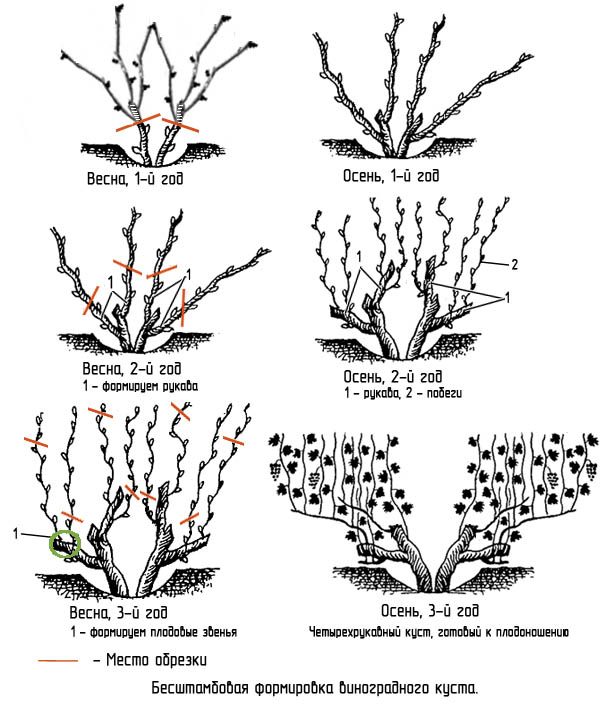 Why do you need to prune grapes in the fall and how to do it correctly?