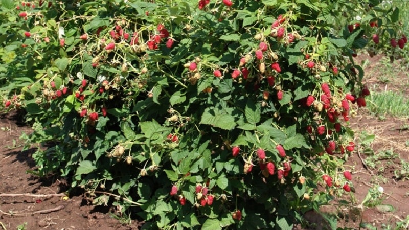 A guide to transplanting raspberries to a new location in the fall for beginning gardeners