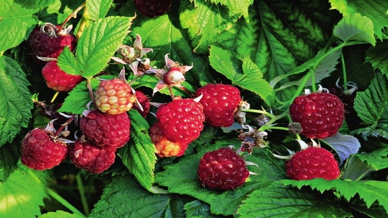 A guide to transplanting raspberries to a new location in the fall for beginning gardeners