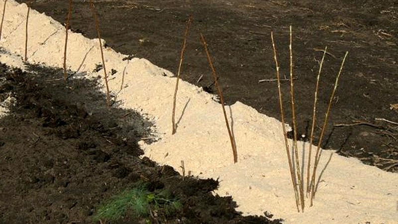 A guide to transplanting raspberries to a new location in the fall for beginning gardeners
