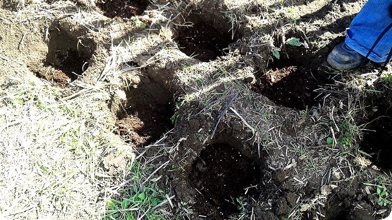 A guide to transplanting raspberries to a new location in the fall for beginning gardeners