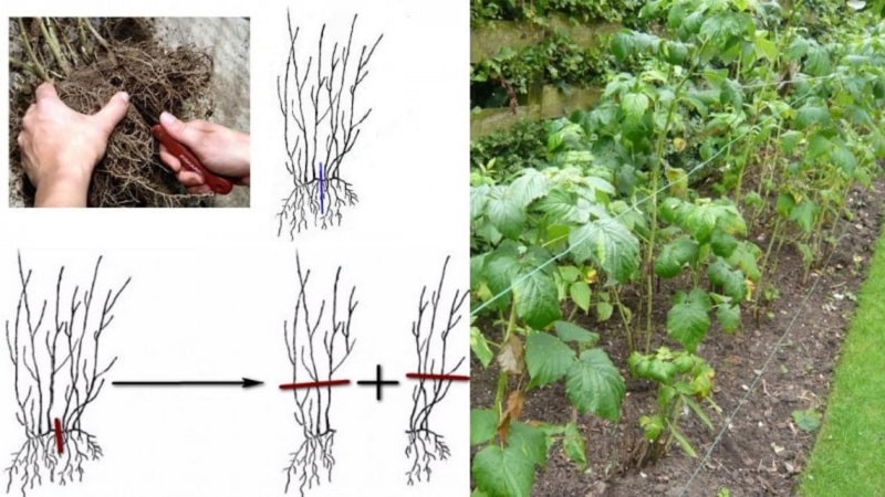 A guide to transplanting raspberries to a new location in the fall for beginning gardeners