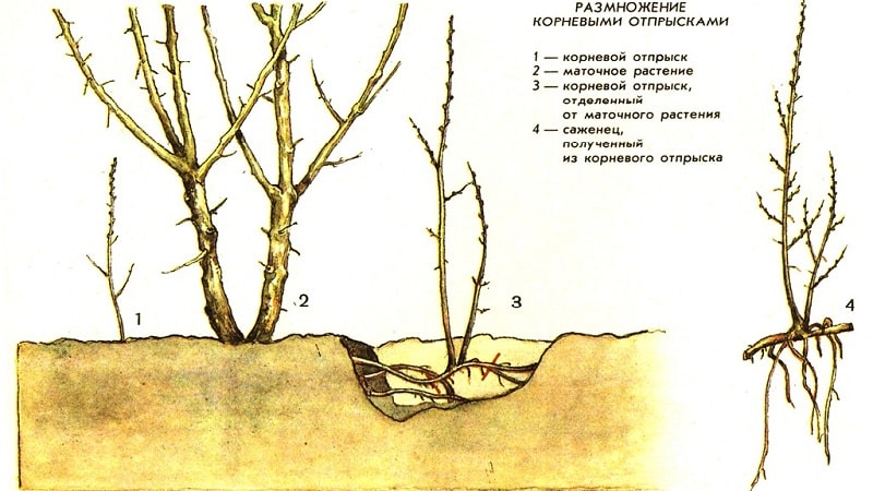 A guide to transplanting raspberries to a new location in the fall for beginning gardeners