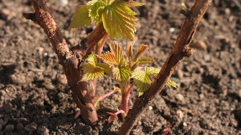 A guide to transplanting raspberries to a new location in the fall for beginning gardeners