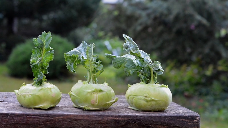 Useful properties and contraindications of kohlrabi cabbage