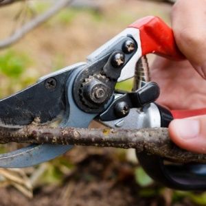 Instructions for transplanting honeysuckle to a new place in stages