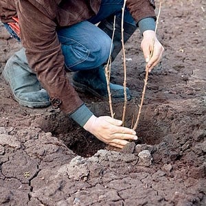 Instructions for transplanting honeysuckle to a new place in stages