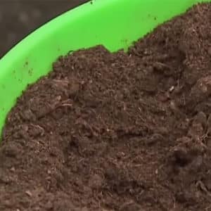Instructions for transplanting honeysuckle to a new place in stages