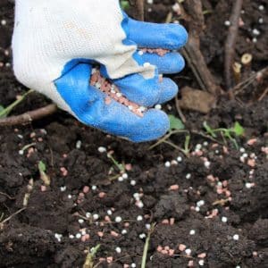 Instructions for transplanting honeysuckle to a new place in stages
