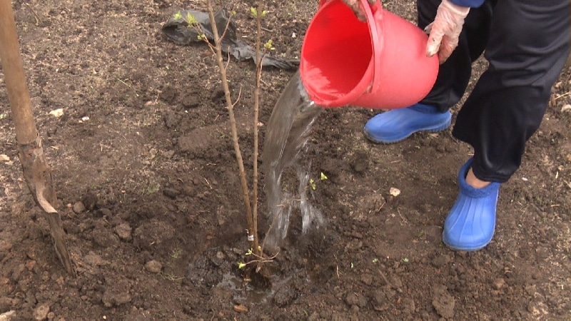 Instructions for transplanting honeysuckle to a new place in stages
