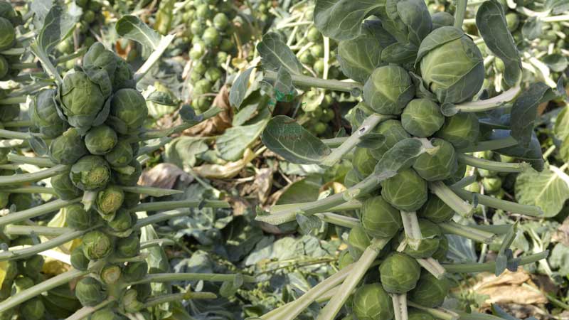 Proven ways to store Brussels sprouts for the winter in fresh, frozen and canned form