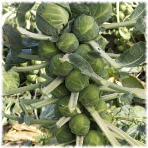Proven ways to store Brussels sprouts for the winter in fresh, frozen and canned form