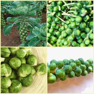 Proven ways to store Brussels sprouts for the winter in fresh, frozen and canned form