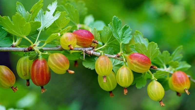 Instructions for planting gooseberries in the fall and further caring for them