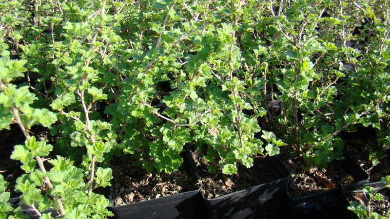 Instructions for planting gooseberries in the fall and further caring for them