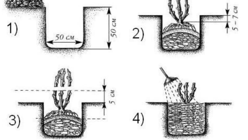 Instructions for planting gooseberries in the fall and further caring for them