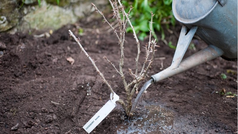 Instructions for planting gooseberries in the fall and further caring for them