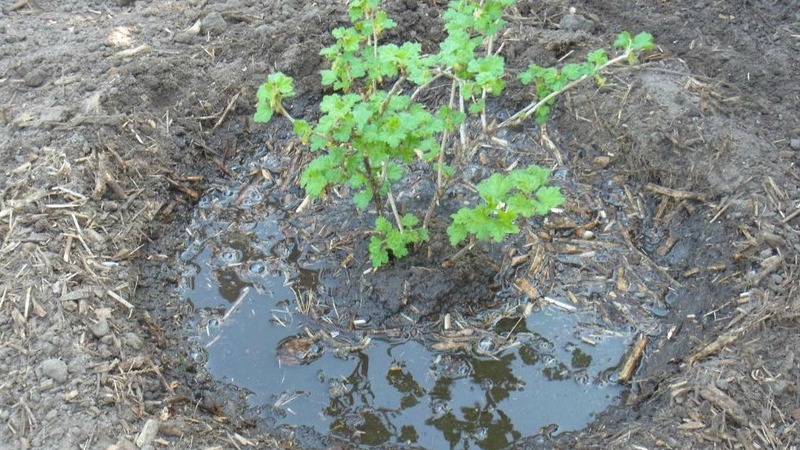Instructions for planting gooseberries in the fall and further caring for them