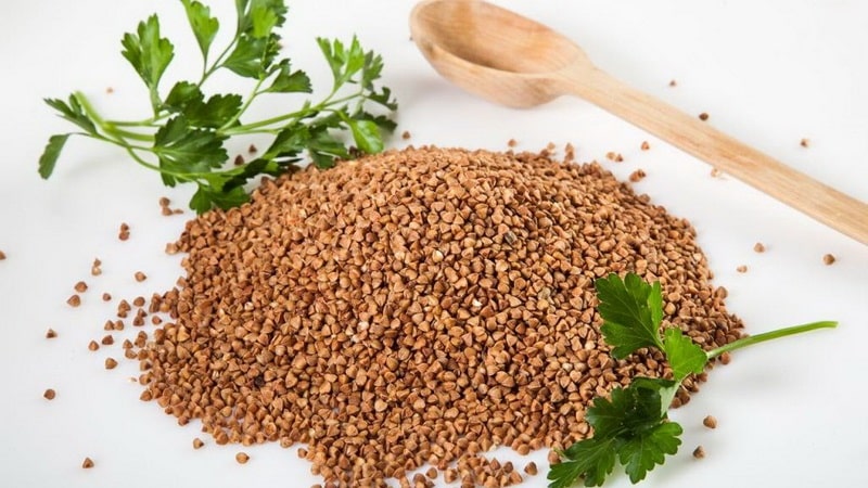 Are infants allergic to buckwheat?
