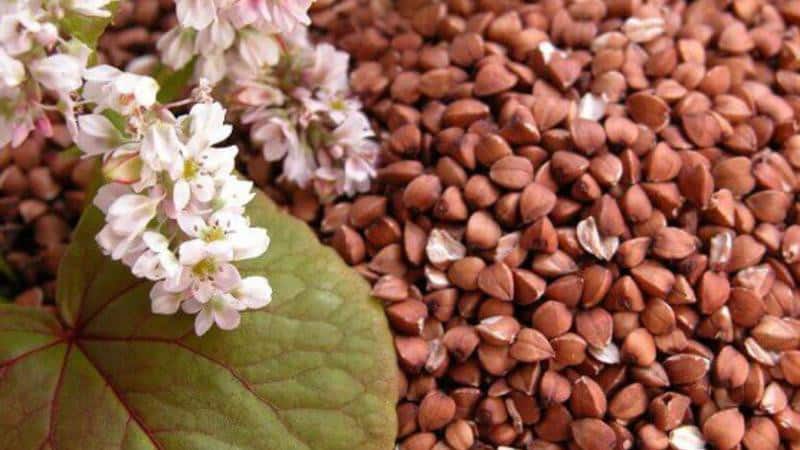 Description of buckwheat, its relationship with buckwheat and buckwheat porridge