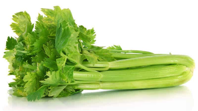 What is celery: overview, rules of use and growing technology
