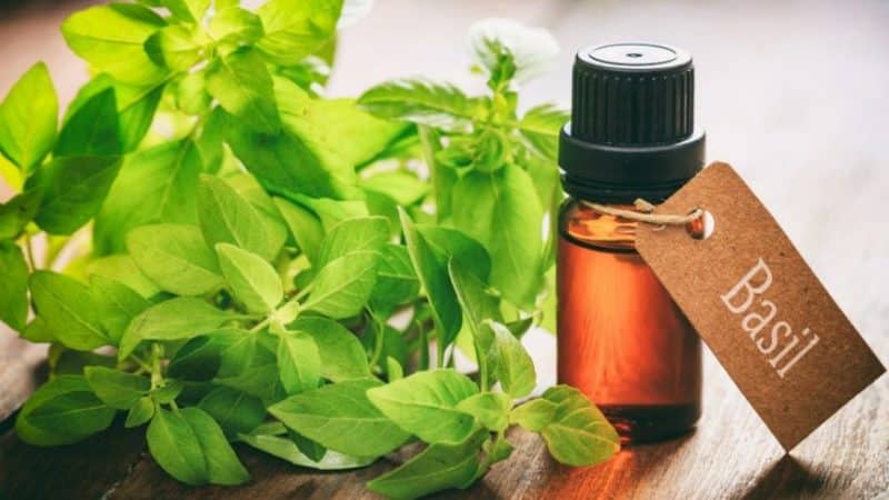 What are the benefits of basil essential oil and how to use it correctly
