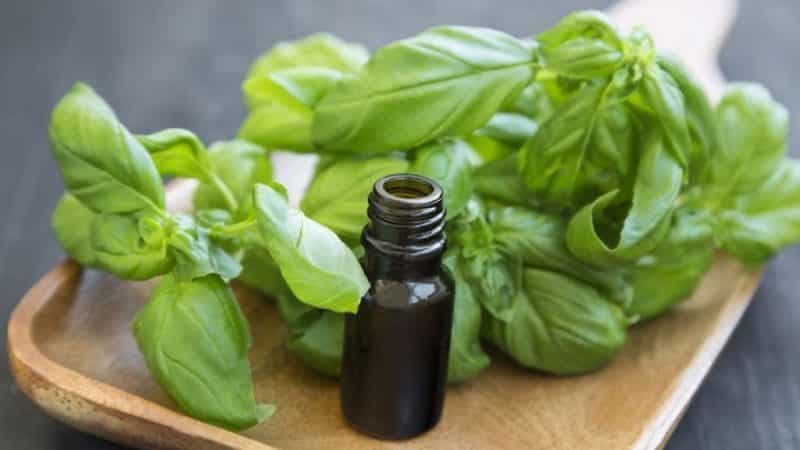 What are the benefits of basil essential oil and how to use it correctly