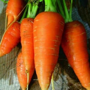 Standard French carrot variety Carotel