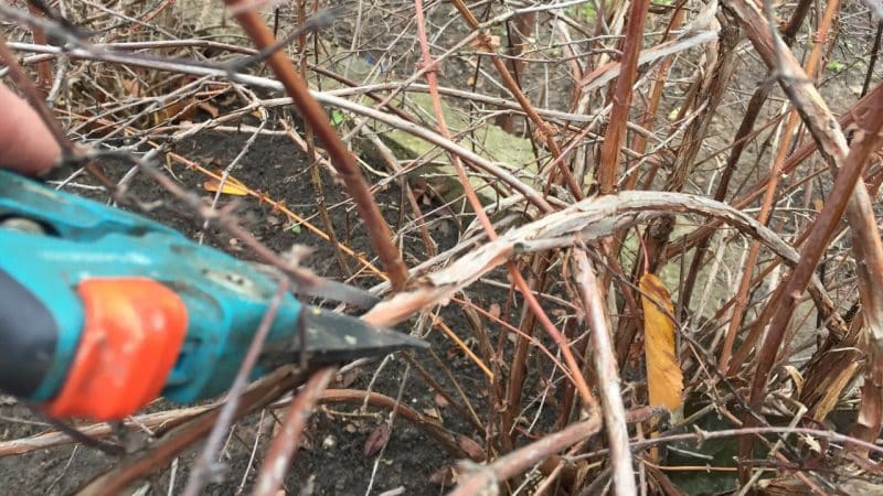 Stages of caring for honeysuckle in the fall to prepare for winter