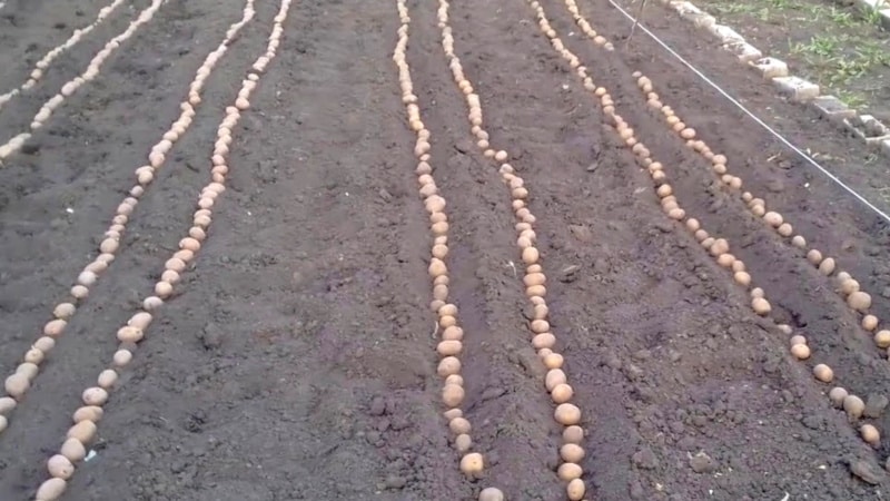 What should be the depth of planting potatoes, what does it depend on and what does it affect?