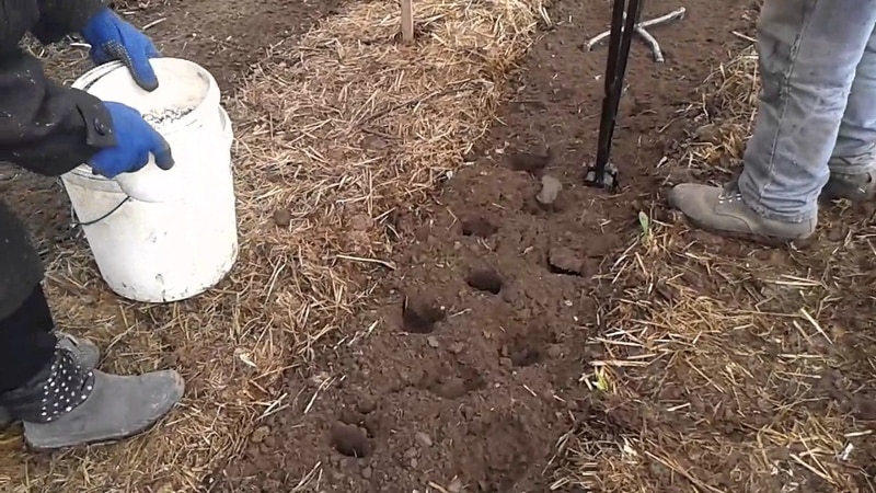 What should be the depth of planting potatoes, what does it depend on and what does it affect?